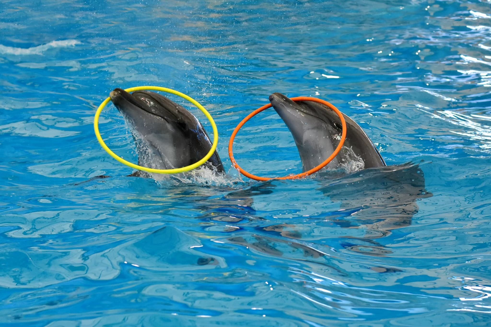 Dolphins and Seals Show at Dolphins Bay Phuket