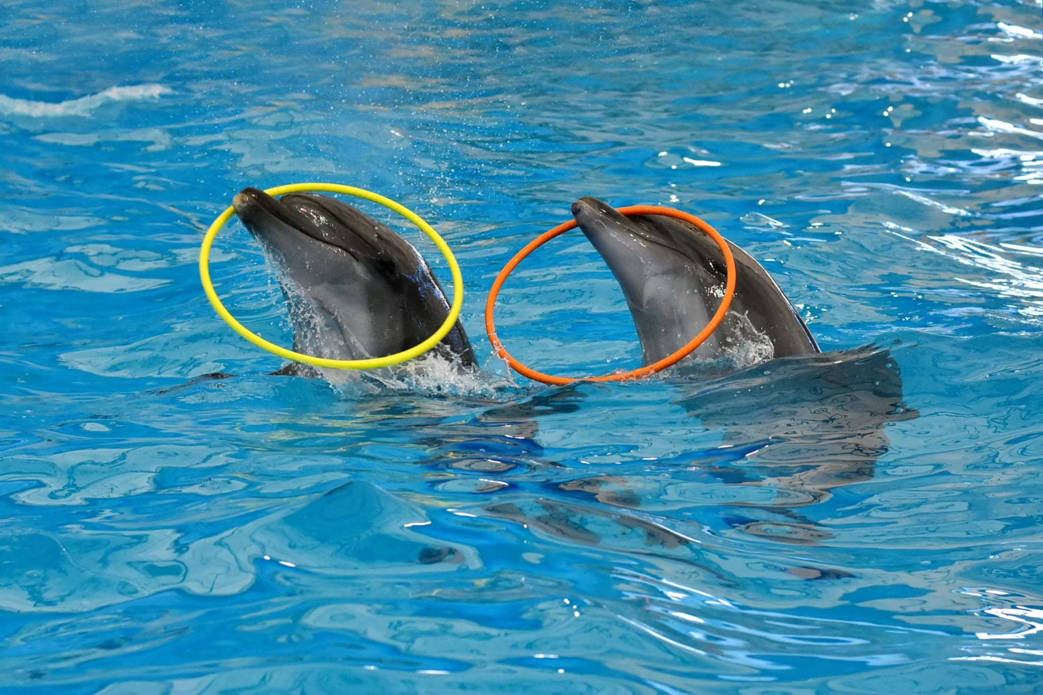 Dolphins and Seals Show at Dolphins Bay Phuket