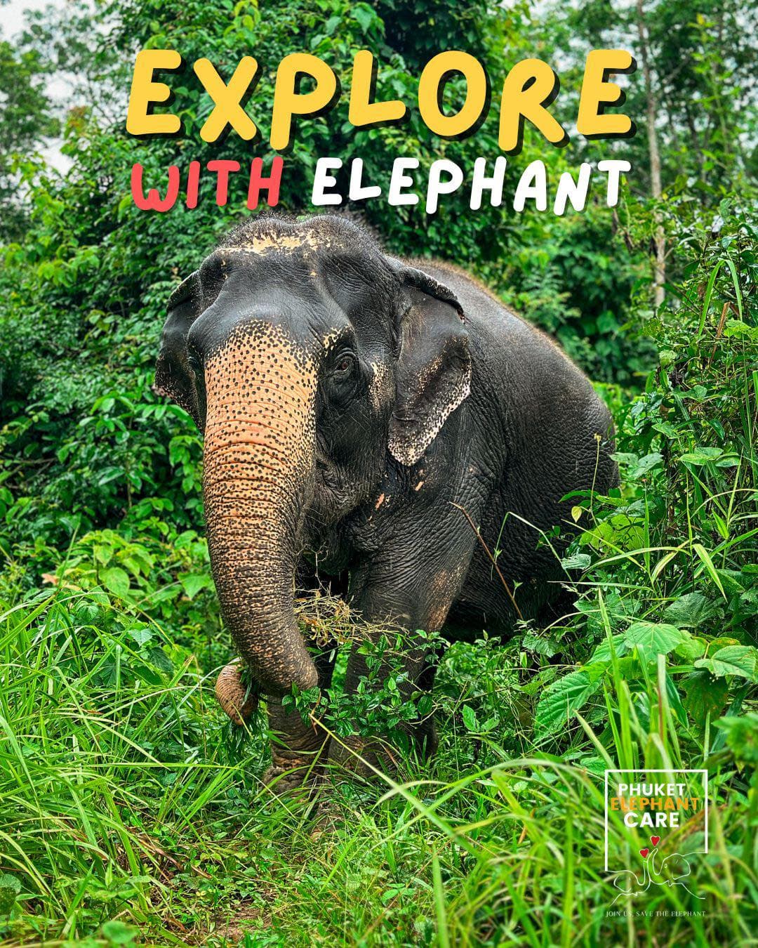 Explore With Elephant — Full Day